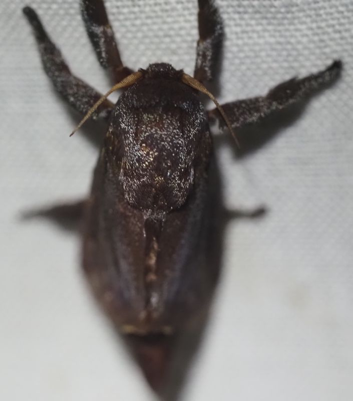 Acharia sp.