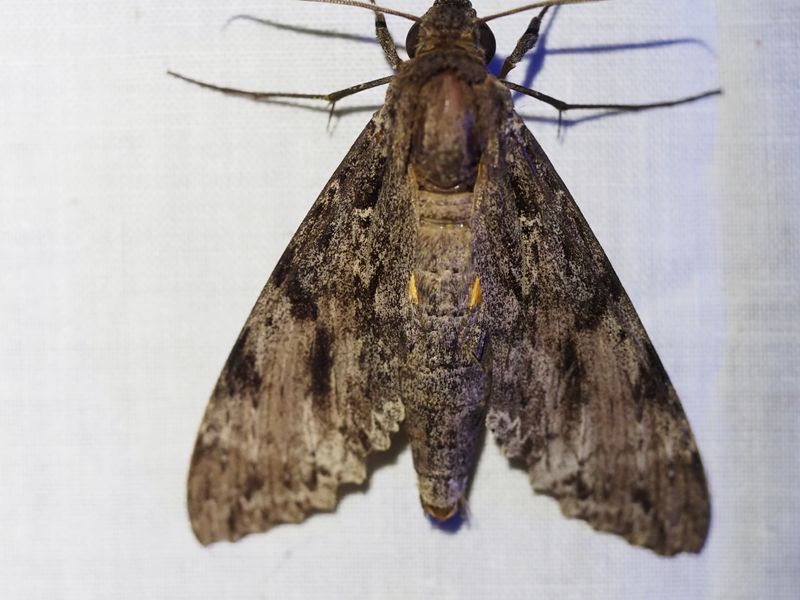 Erinnyis oenotrus