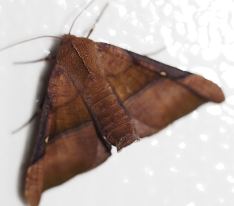 Lepidoptera