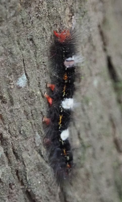 Moths of Peru