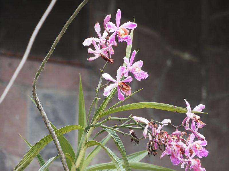 Sobralia Orchid