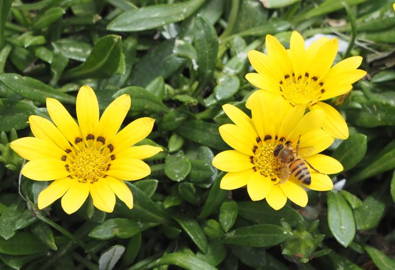 Trailing Treasureflower & Western Honey Bee