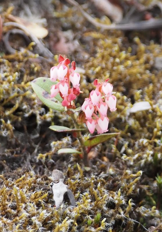Ericaciae sp.