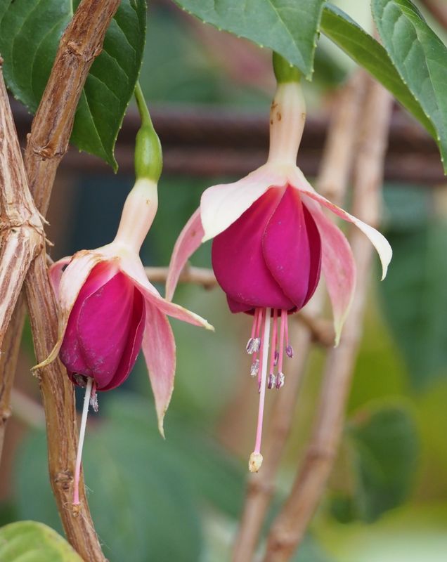 Hardy Fuchsia
