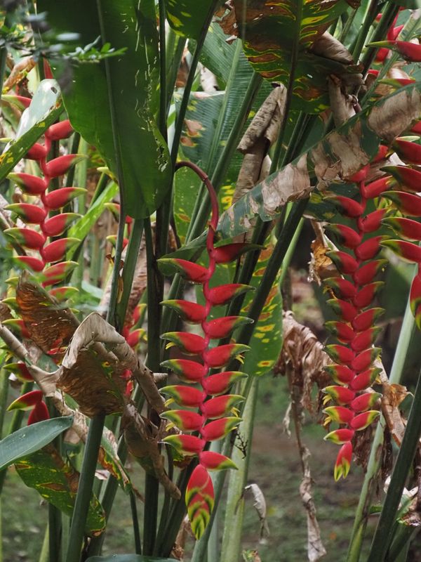 Hanging Lobster Claw, Heliconia rostrata