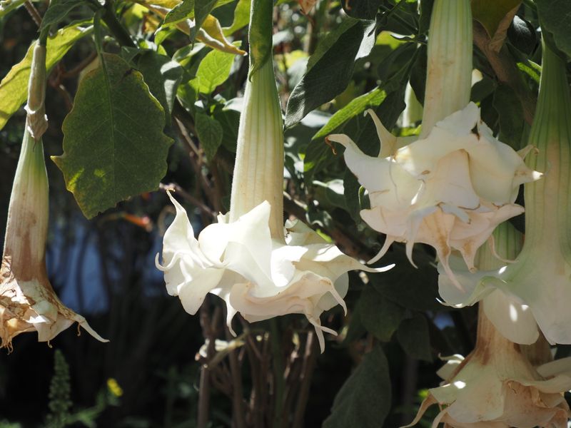 Angel's Trumpet