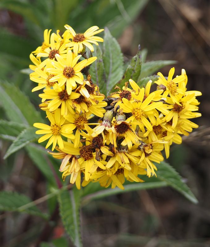Dendrophorbium sp.