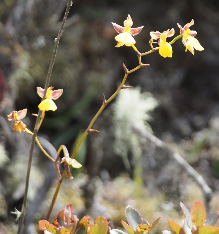 Heterantha sp.