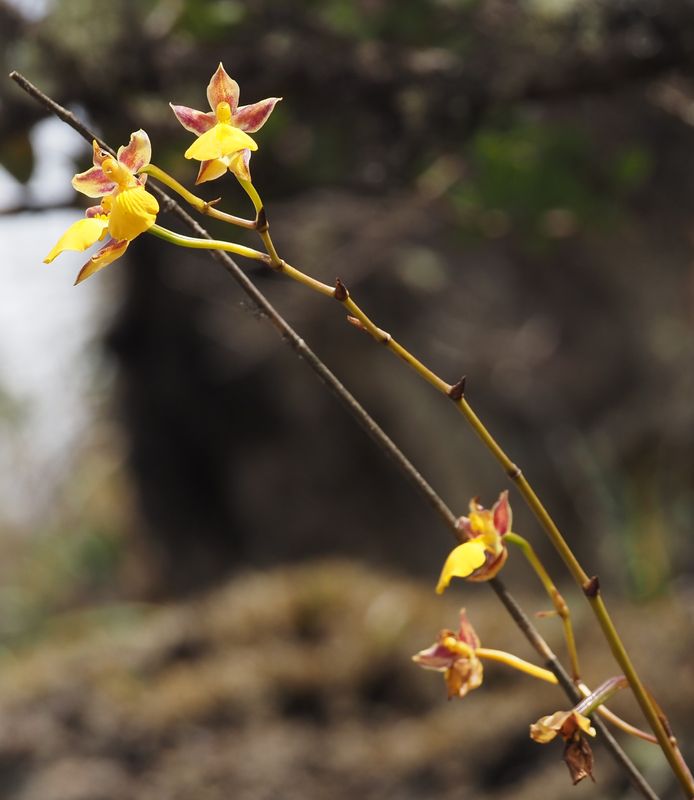 Heterantha sp.