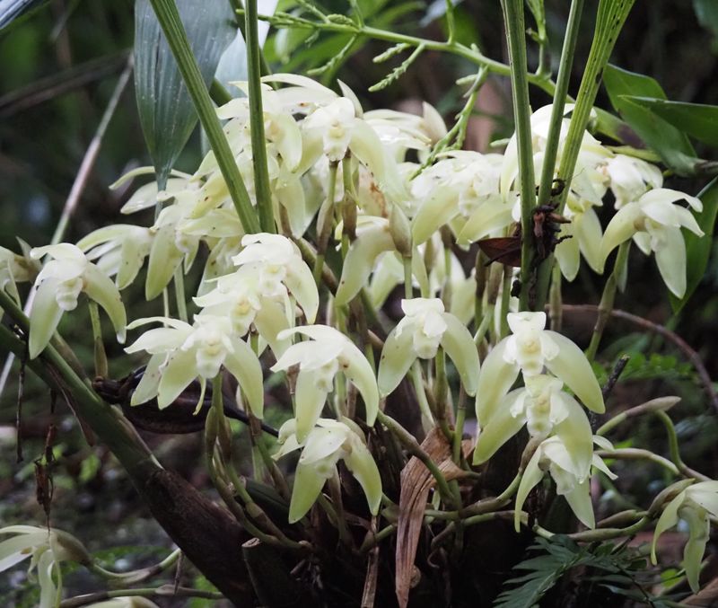 Ida ciliata