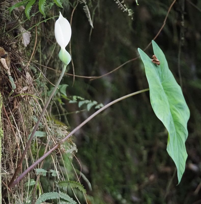 Caladium sp.