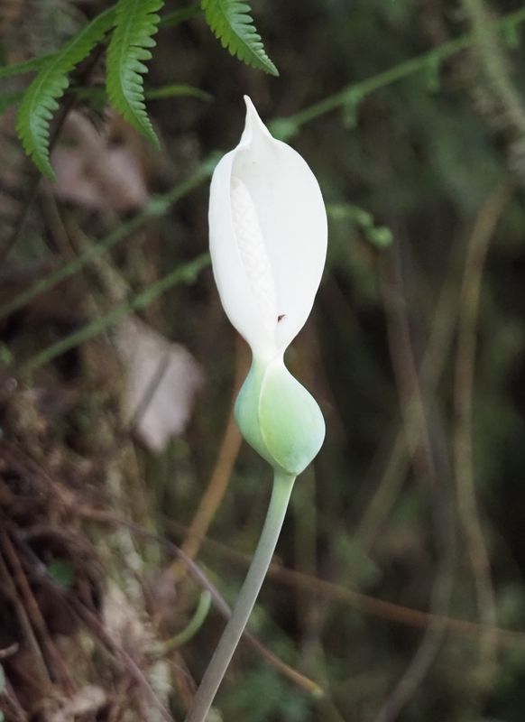 Caladium sp.