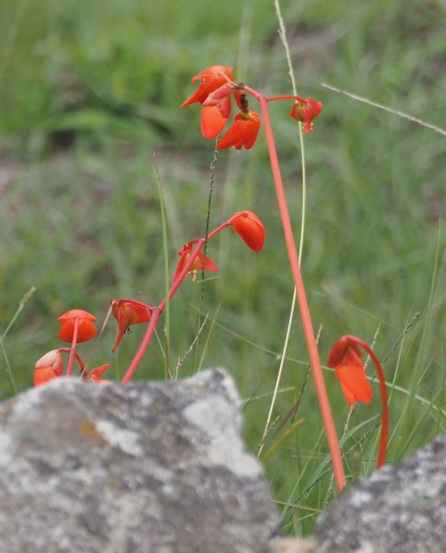Begonia veitchii