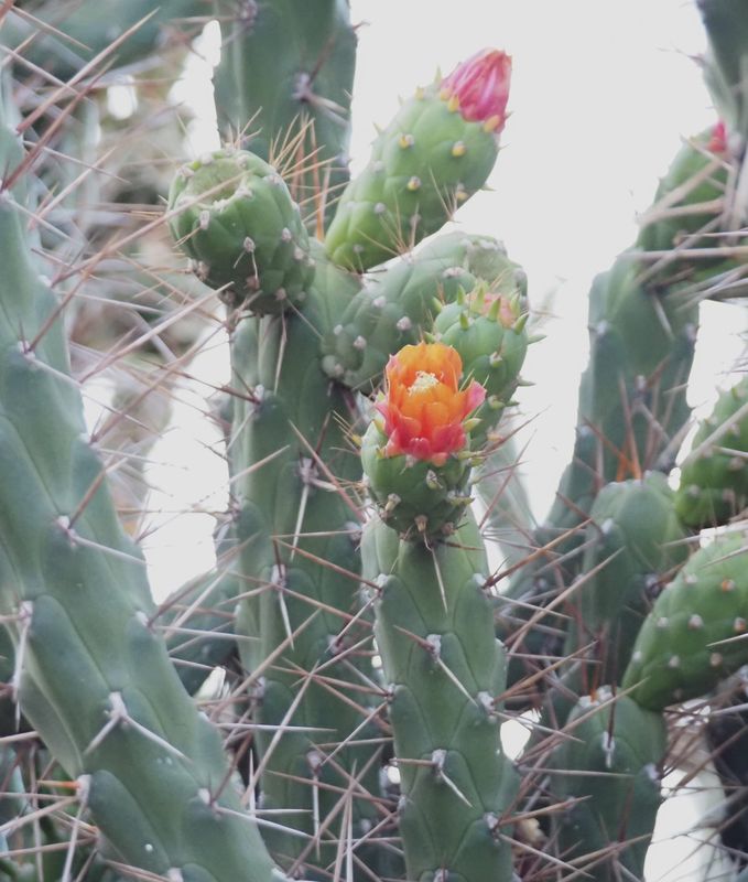 Austrocylindropuntia subulata