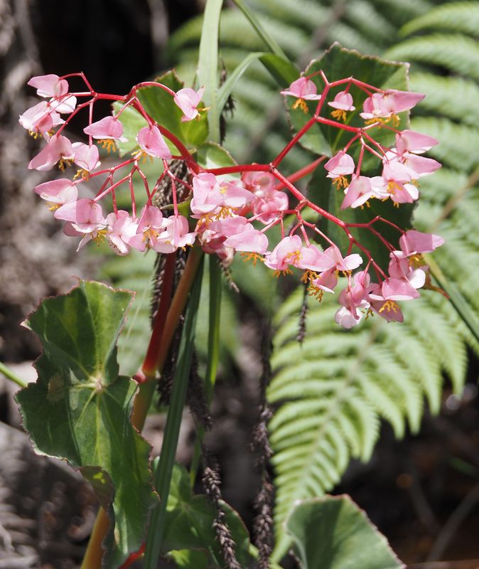 Begonia bracteosa
