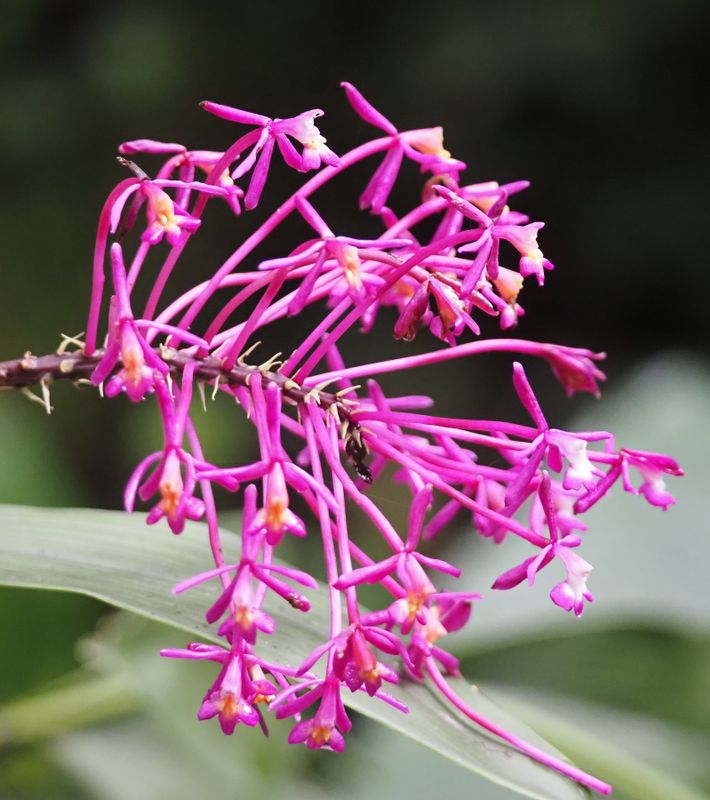 Complex Epidendrum porphyreum Orchid