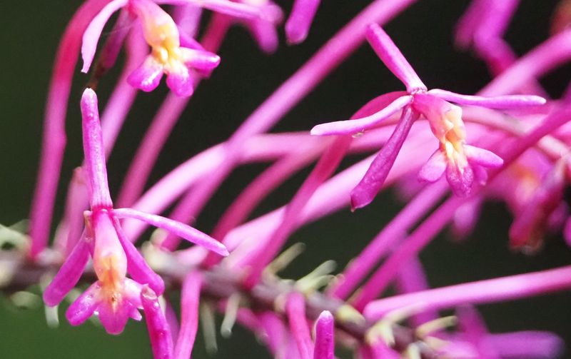 Complex Epidendrum porphyreum Orchid