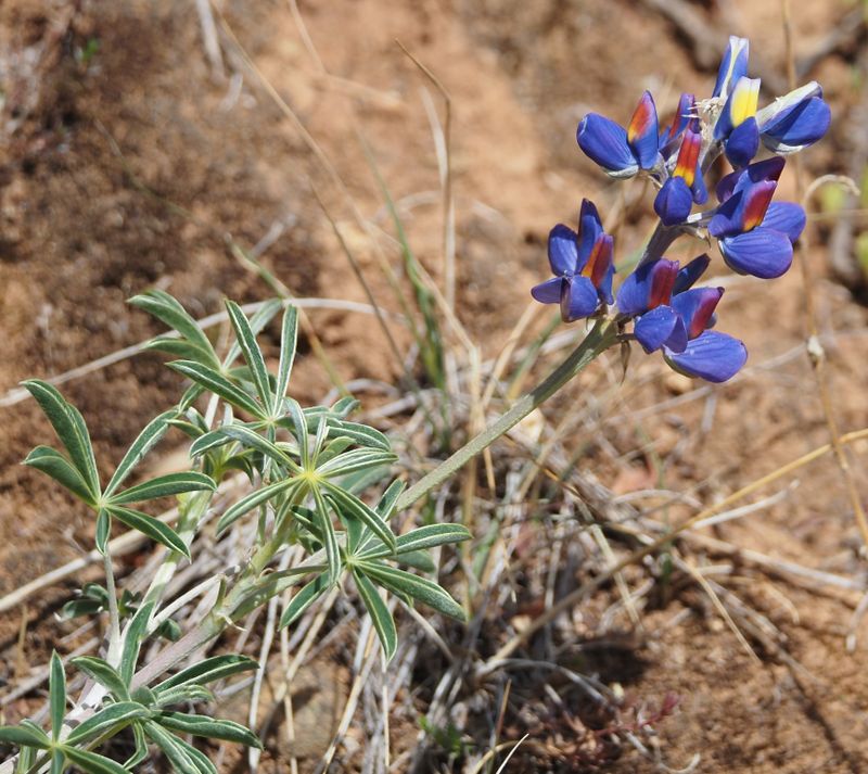 Lupinus altimontanus