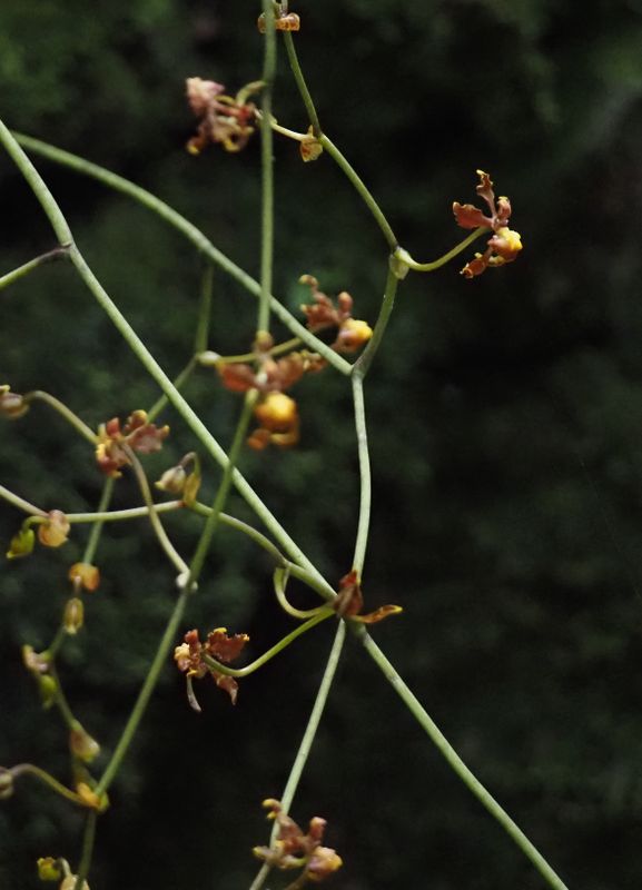 Cyrtochilum Orchid