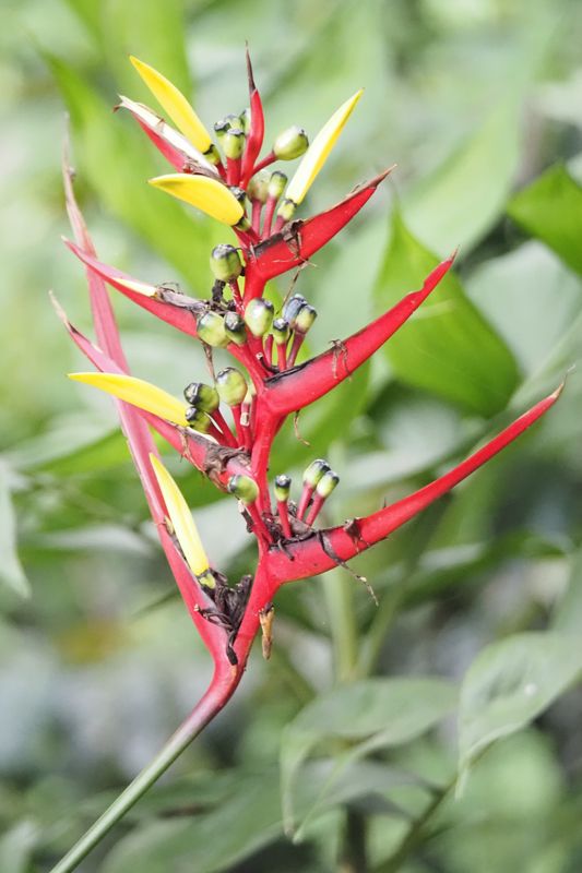 Heliconia subulata