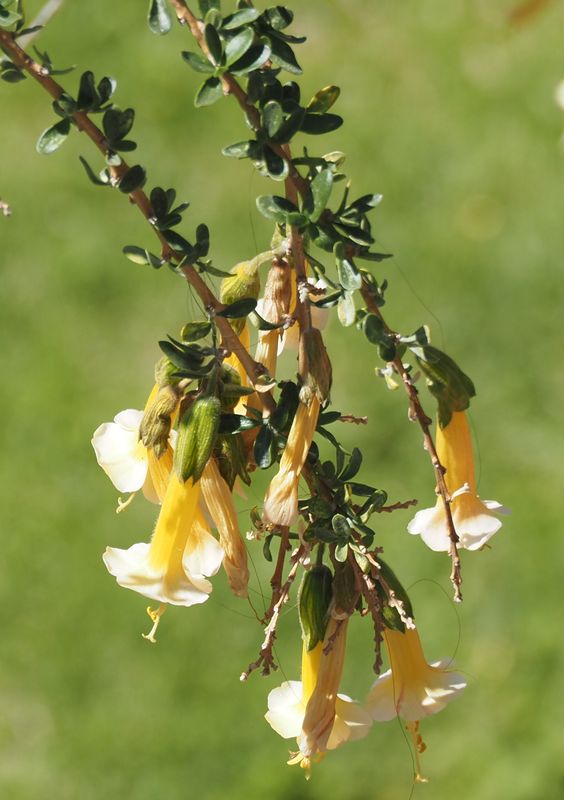Sacred Flower of the Incas