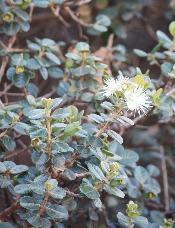 Shrub