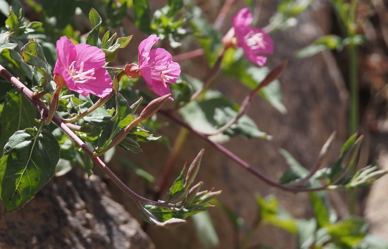 Rose Evening Primrose
