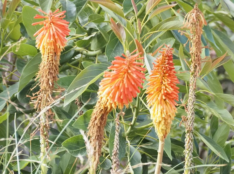Red Hot Poker, Kniphofia uvaria