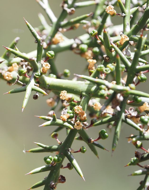 Colletia spinosissima