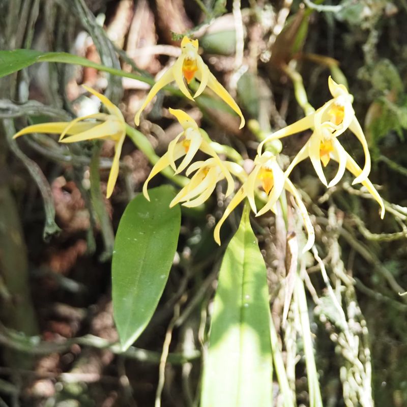 Pleurothallids Orchid