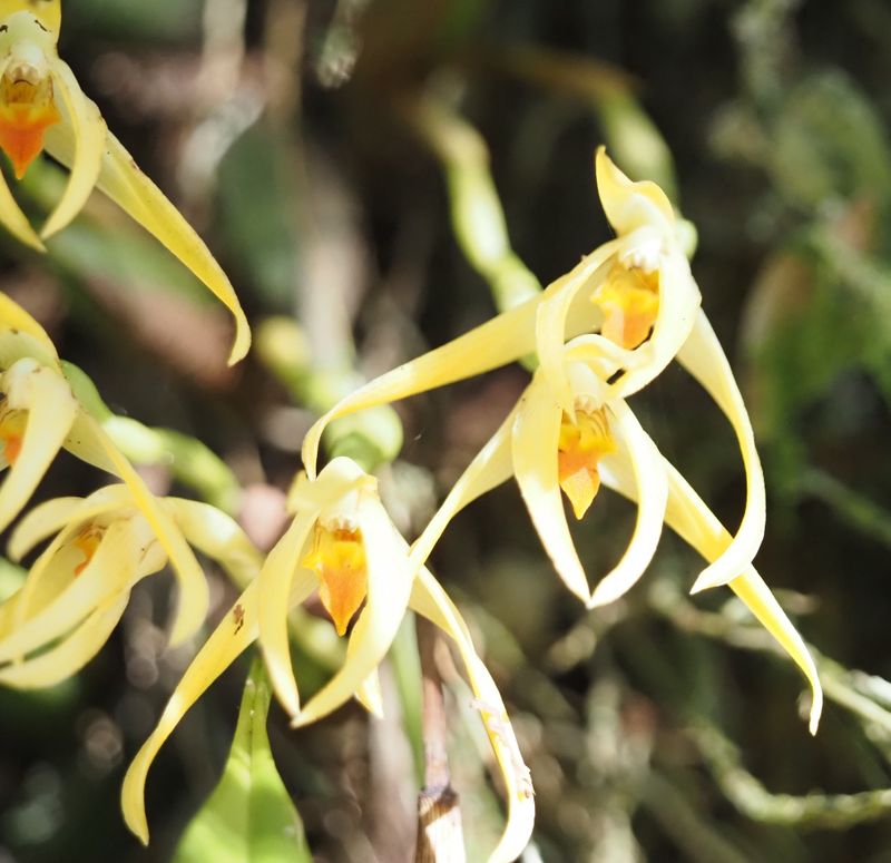 Pleurothallids Orchid
