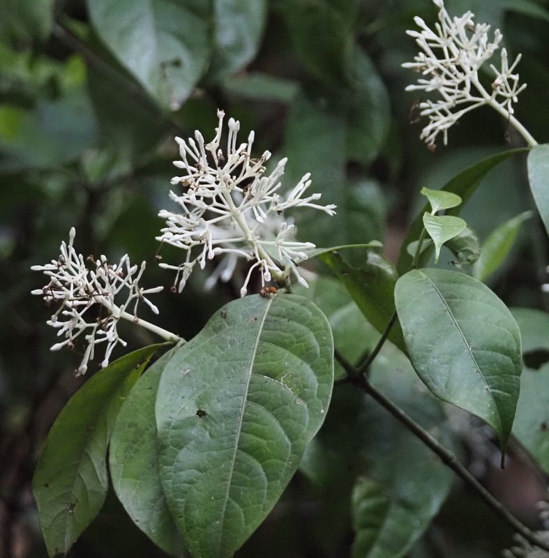 Rudgea sp.