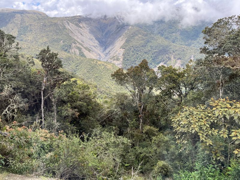 Eucalyptus Trees - Introduced & spreading widely through the Andes