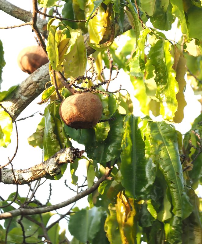 Plants of Peru
