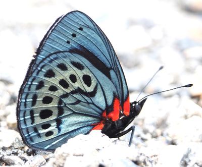 Butterflies of Peru