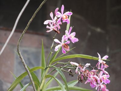 Plants of Peru
