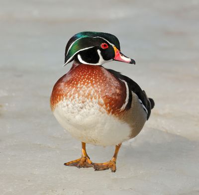 WoodDuck_MG_7513_Small.jpg