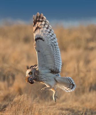 ShortEaredOwlwithDinner_MG_6682.jpg