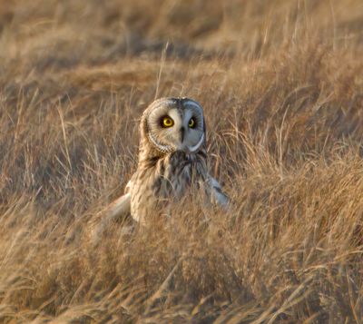 ShortEaredOwl_MG_6682.jpg