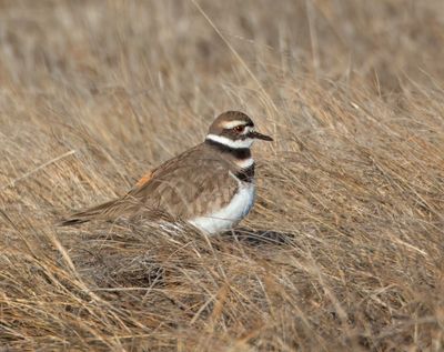 Killdeer_MG_6707.jpg