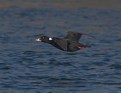 Surf Scoter_MG_7025.jpg