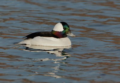 Bufflehead_MG_7091.jpg