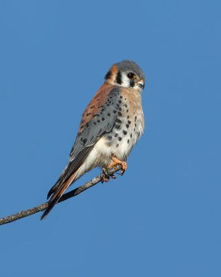 Kestrel_MG_7648.jpg