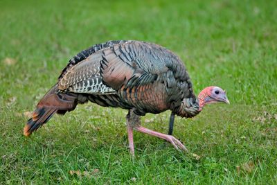 WildTurkey_MG_8532_DPP.jpg