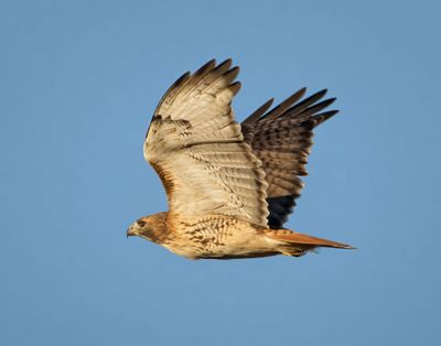 Red Tail Hawk_MG_9068.jpg