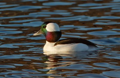 Bufflehead_MG_9284_DPP_ACR.jpg