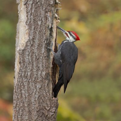 Pileated_MG_1617_ACR.jpg