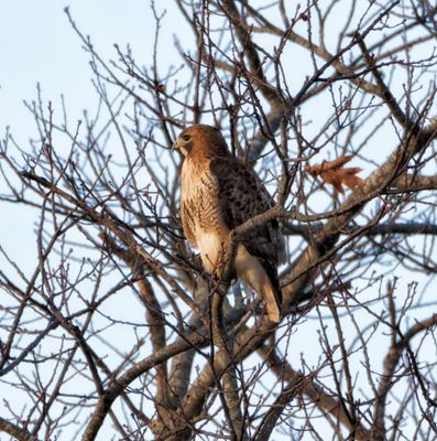 RedTail_MG_2145.jpg