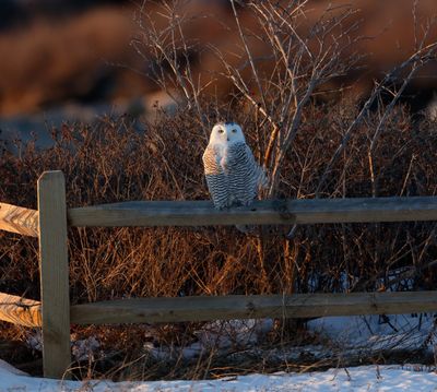 Snowy_MG_3385_DPP_Crop.jpg
