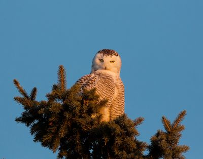 SnowyOwl_MG_3670_ACR.jpg